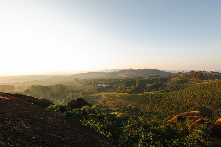 Vista ampla de uma plantação de café em área rural brasileira ao entardecer.